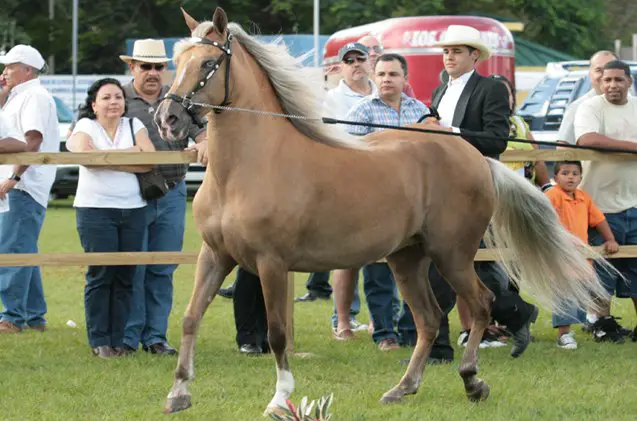 paso fino horse