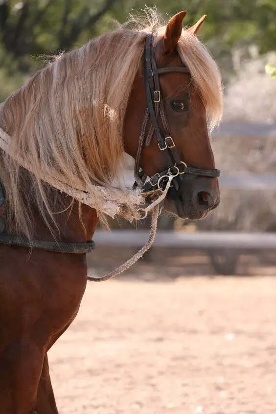 paso fino horse