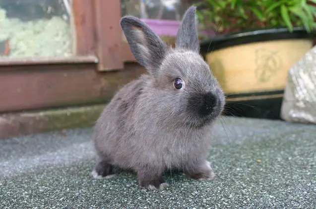 american sable rabbit