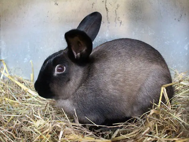 american sable rabbit