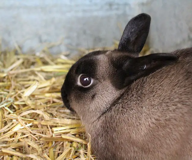 american sable rabbit