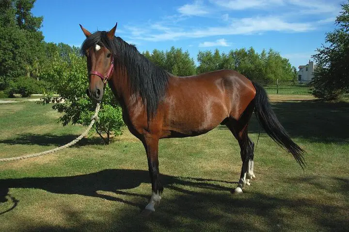 peruvian paso horse