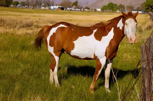 pinto horse