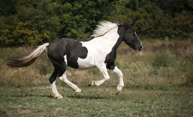 pinto horse