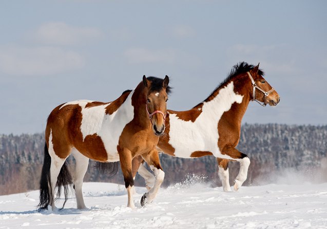 pinto horse