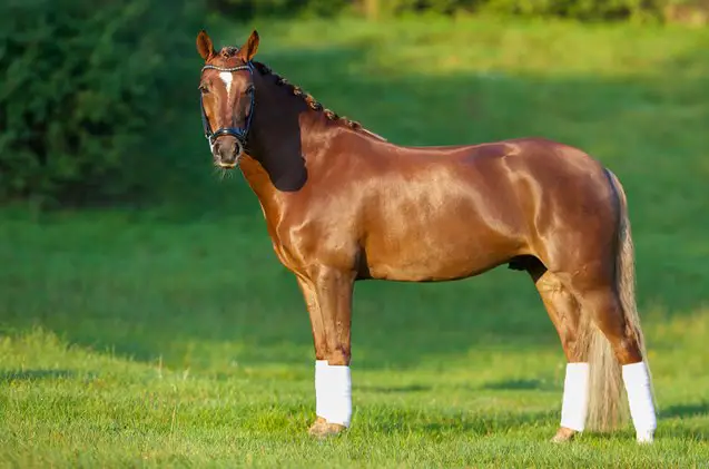 american quarter horse