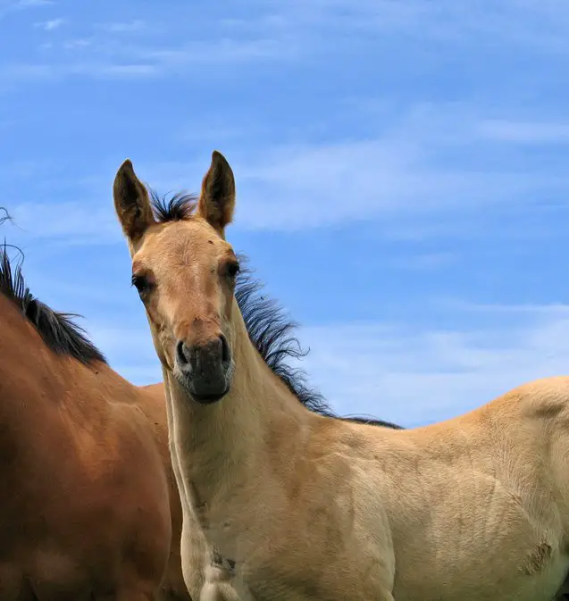 american quarter horse