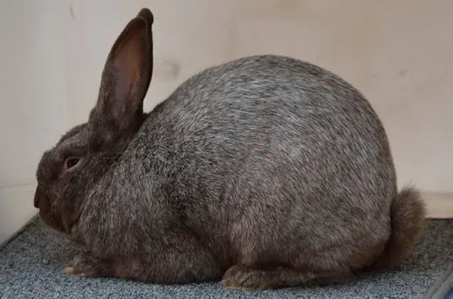 argente brun rabbit