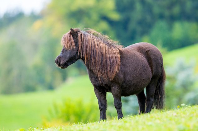 shetland pony