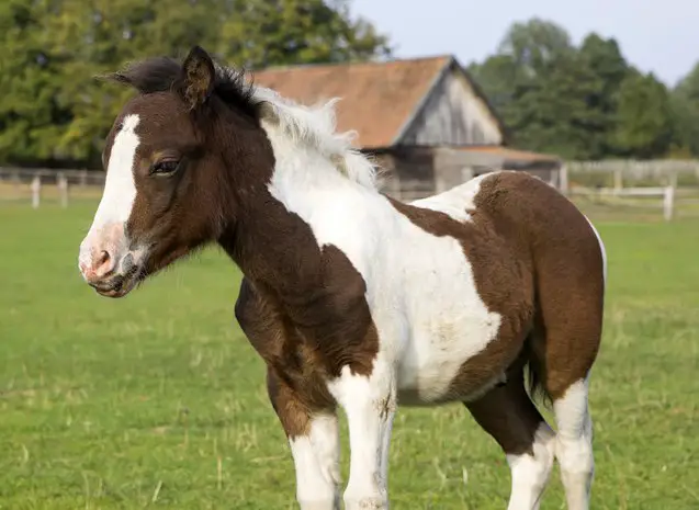 shetland pony