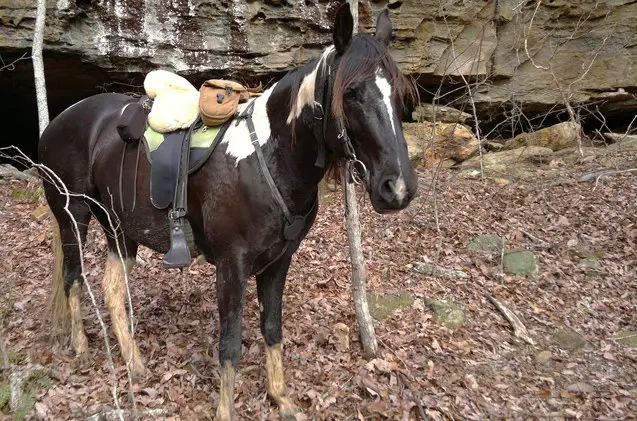 tennessee walking horse