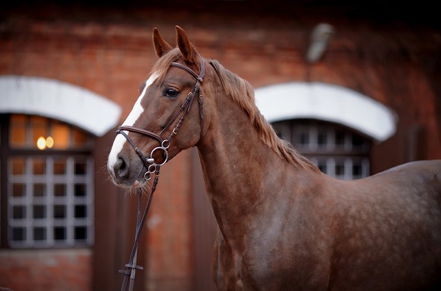 thoroughbred horse