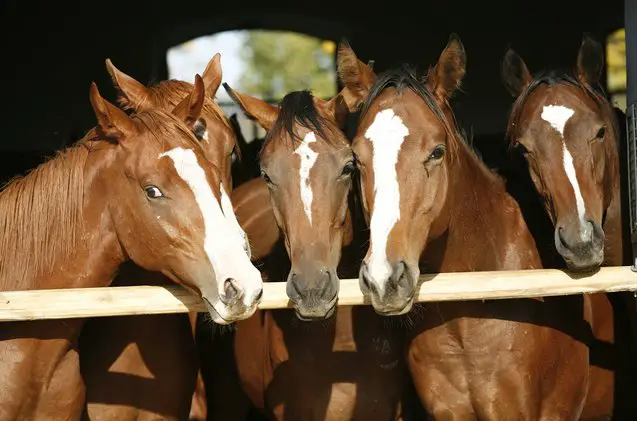 thoroughbred horse