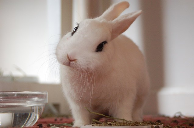 blanc de hotot rabbit