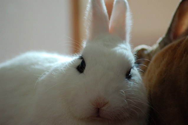 blanc de hotot rabbit