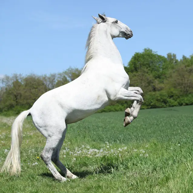 lipizzan horse