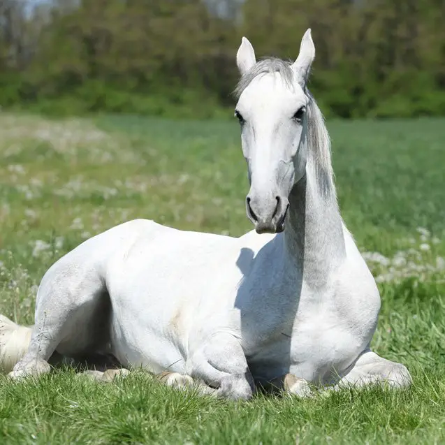 lipizzan horse