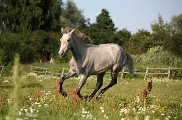 lusitano horse