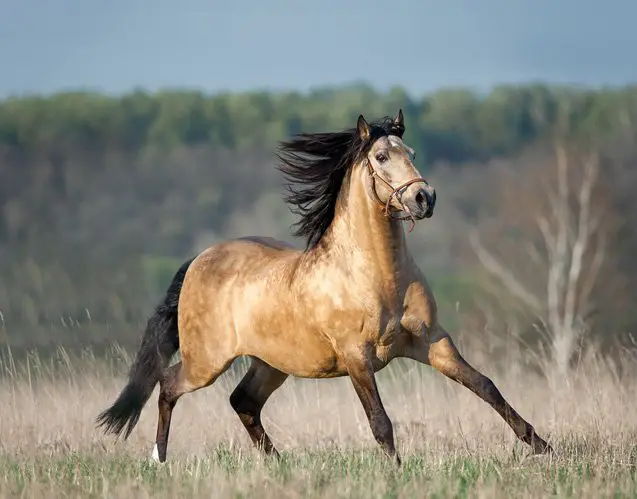 lusitano horse