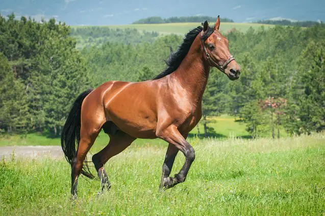 lusitano horse