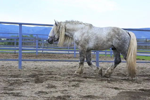 percheron horse