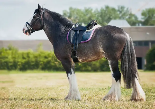 shire horse