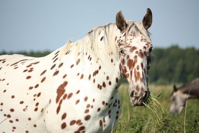 appaloosa horse