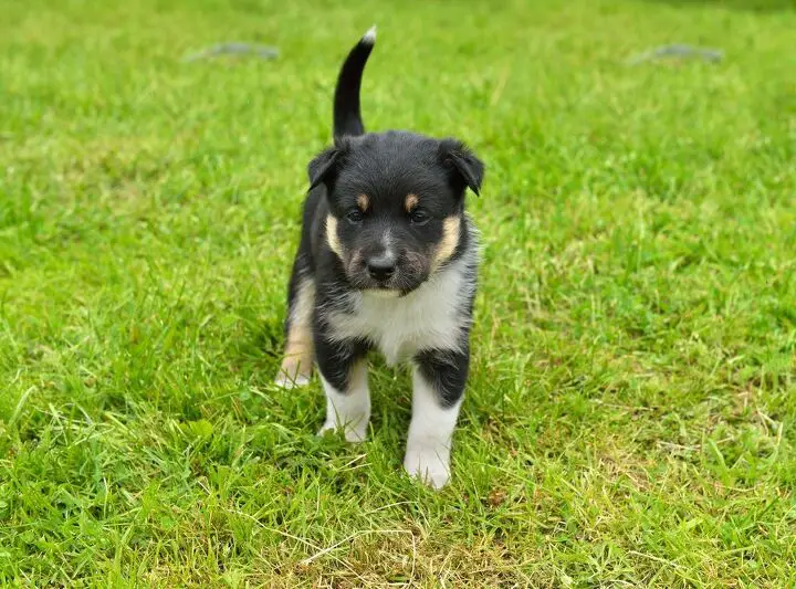 lapponian herder