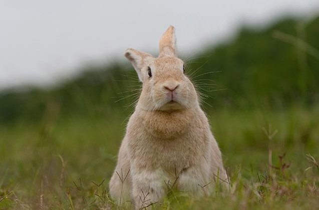 creme dargent rabbit