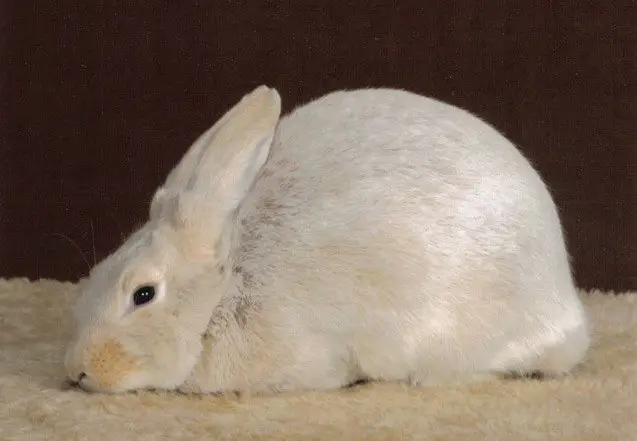 creme dargent rabbit