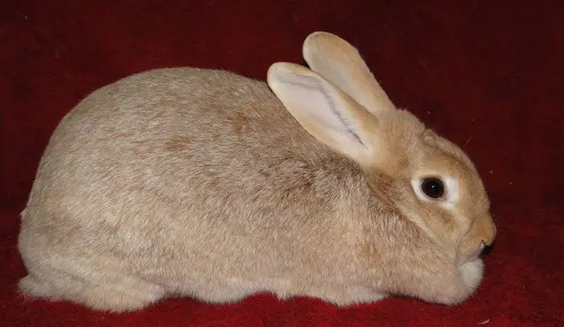 creme dargent rabbit