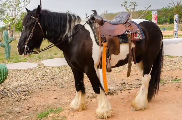 gypsy horse