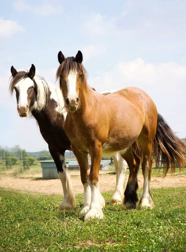 gypsy horse