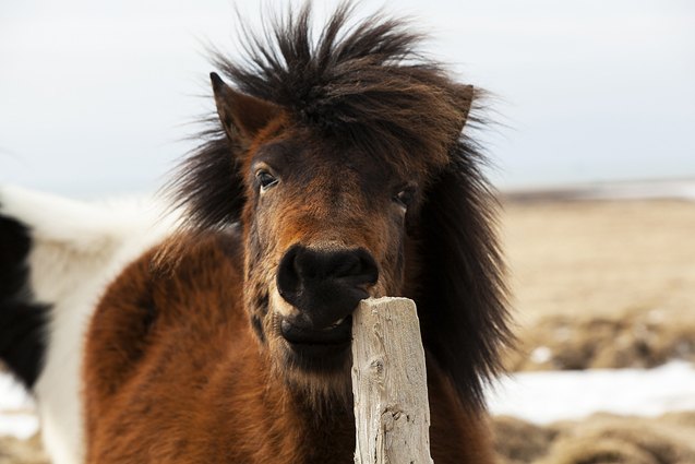 icelandic horse