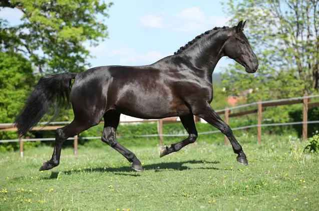 dutch warmblood horse