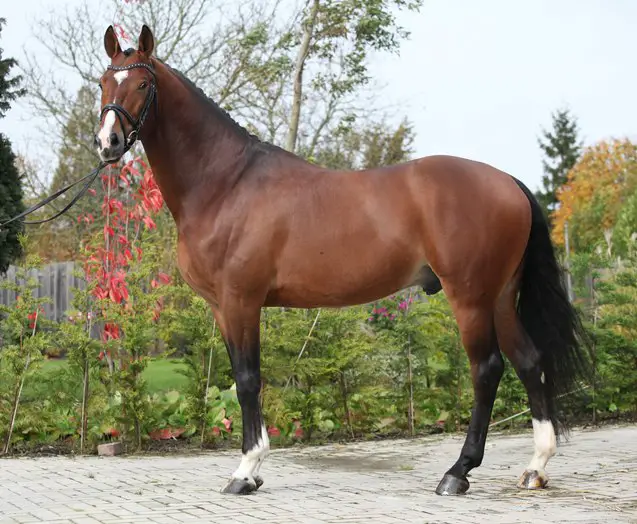 dutch warmblood horse