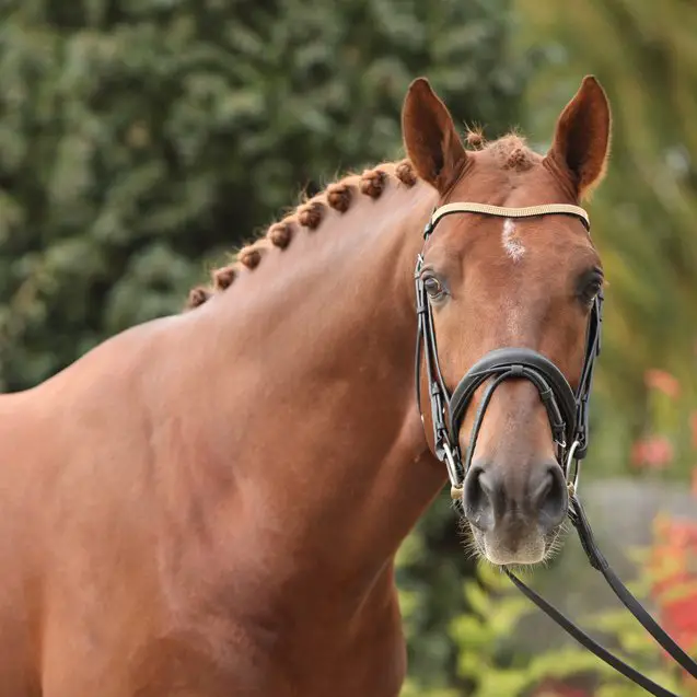 dutch warmblood horse