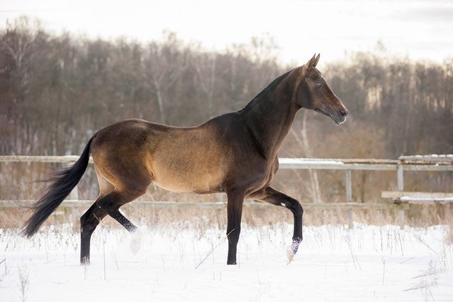 akhal teke horse