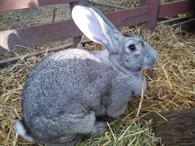 giant chinchilla rabbit