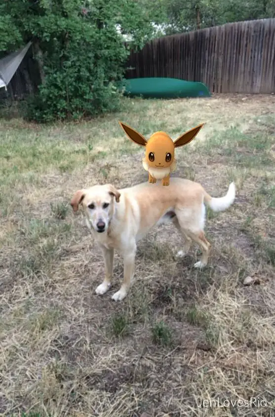 10 pokmon go tips for your pokdog walk