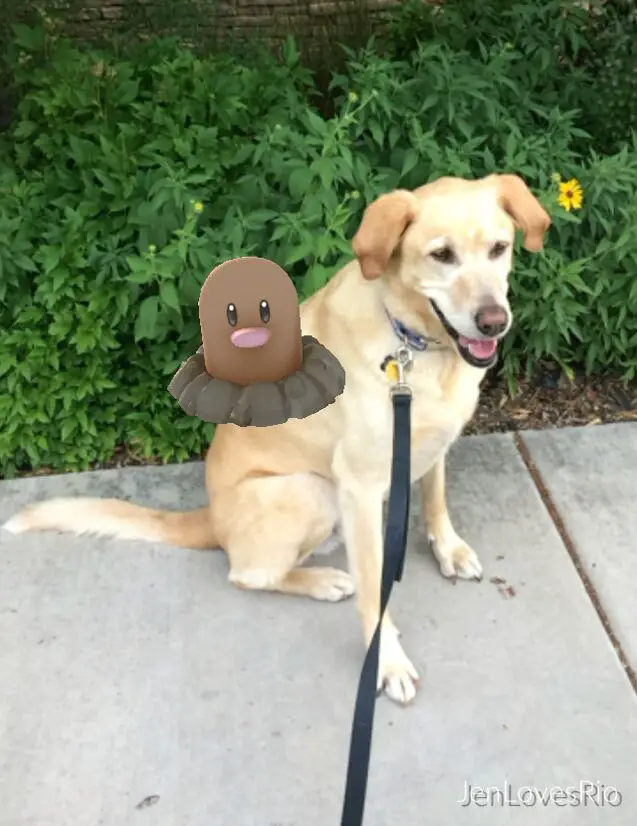 10 pokmon go tips for your pokdog walk