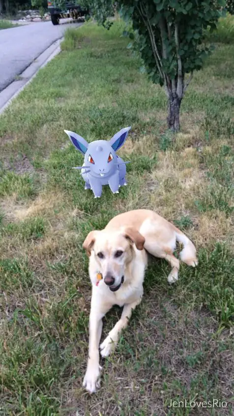 10 pokmon go tips for your pokdog walk