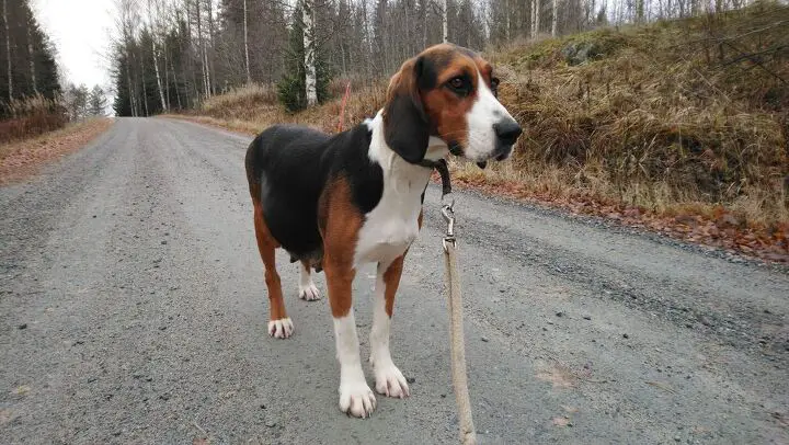 finnish hound