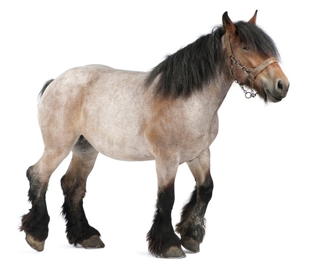 belgian horse