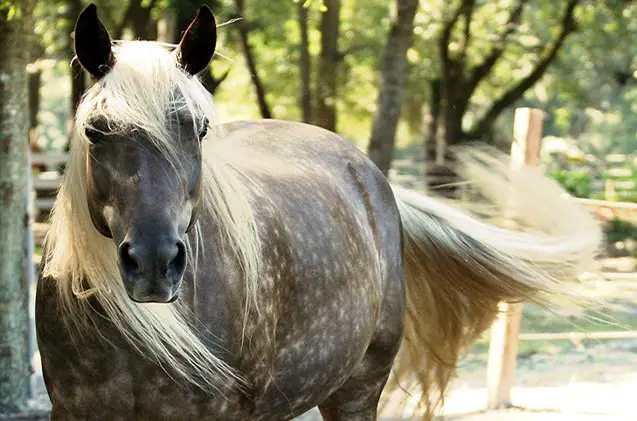 rocky mountain horse