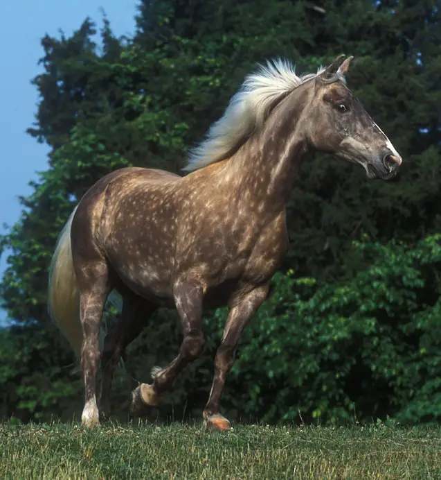 rocky mountain horse