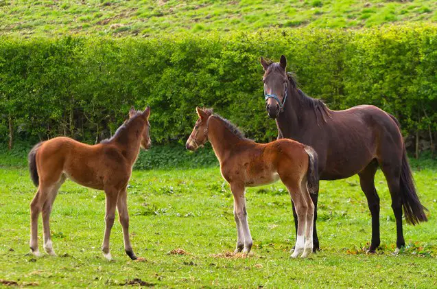 irish sport horse