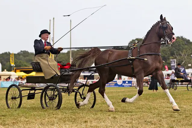 hackney horse