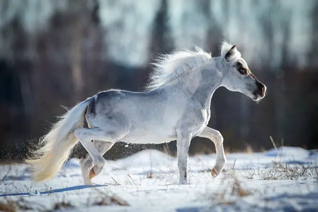 falabella miniature horse