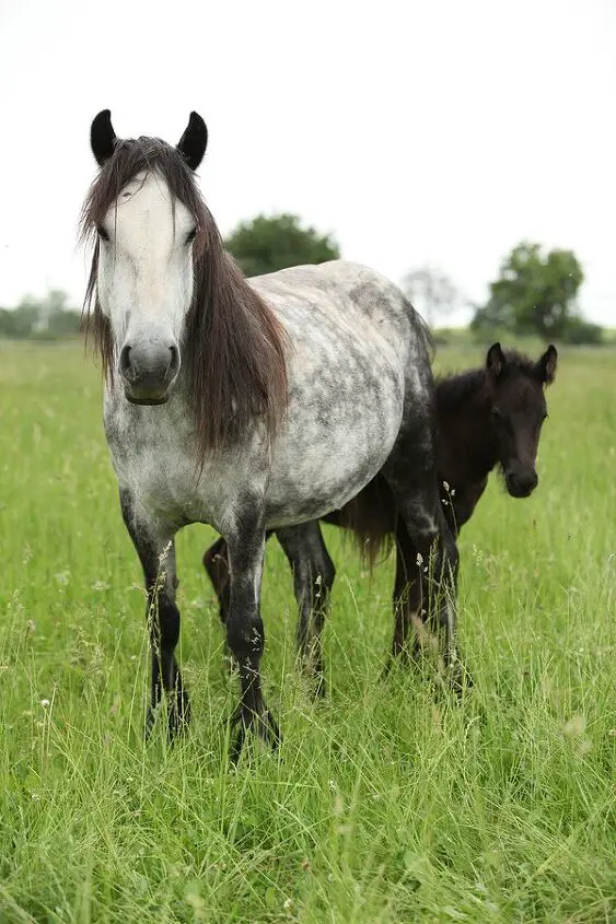 fell pony